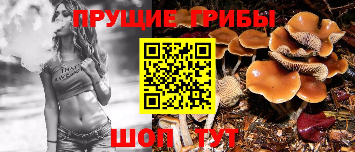 Галлюциногенные грибы Psilocybine cubensis Гусиноозёрск
