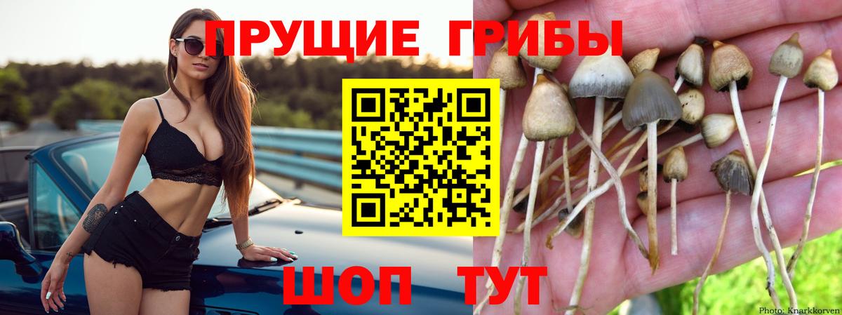 Гусиноозёрск  Псилоцибиновые грибы мухоморы  наркошоп  Галлюциногенные грибы Psilocybine cubensis  Вход с VPN 
